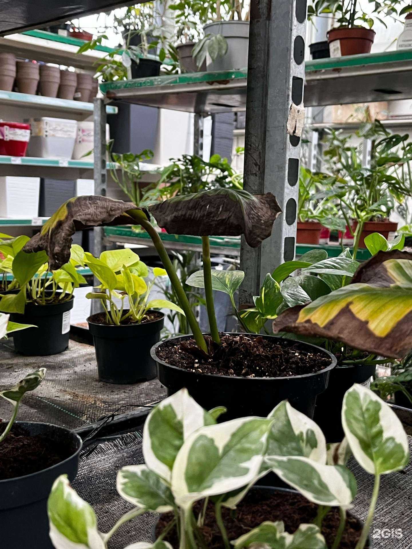 Отзывы на компанию Оптово-цветочный центр в Волгограде c фото