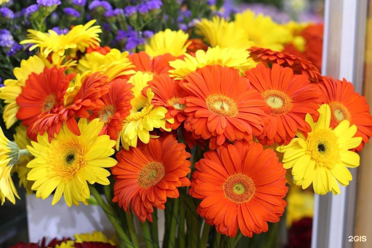 Отзывы на компанию Цветной в г. Архангельск c фото