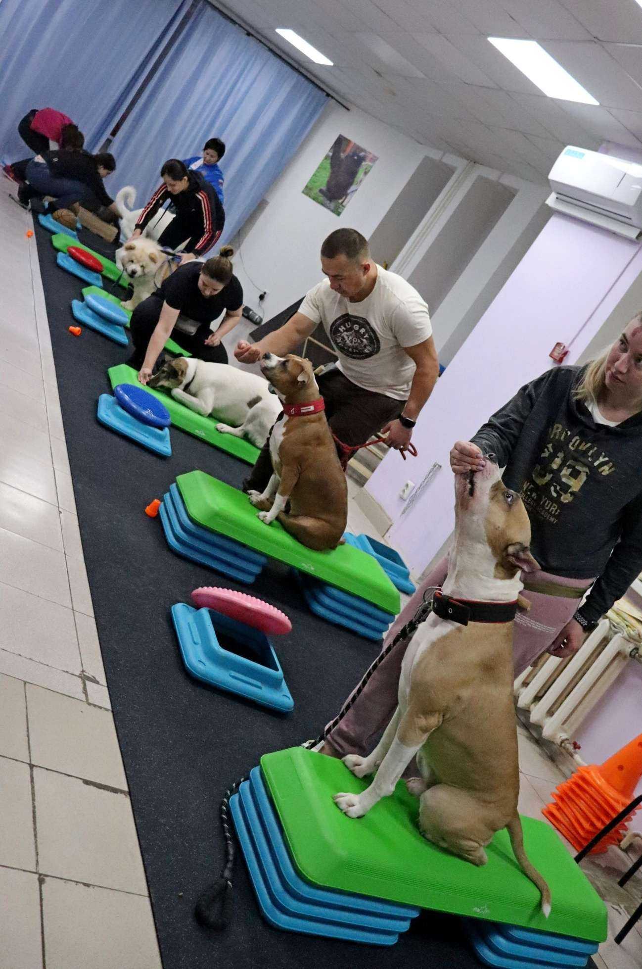 Отзывы на компанию Школа дрессировки собак в Северске c фото