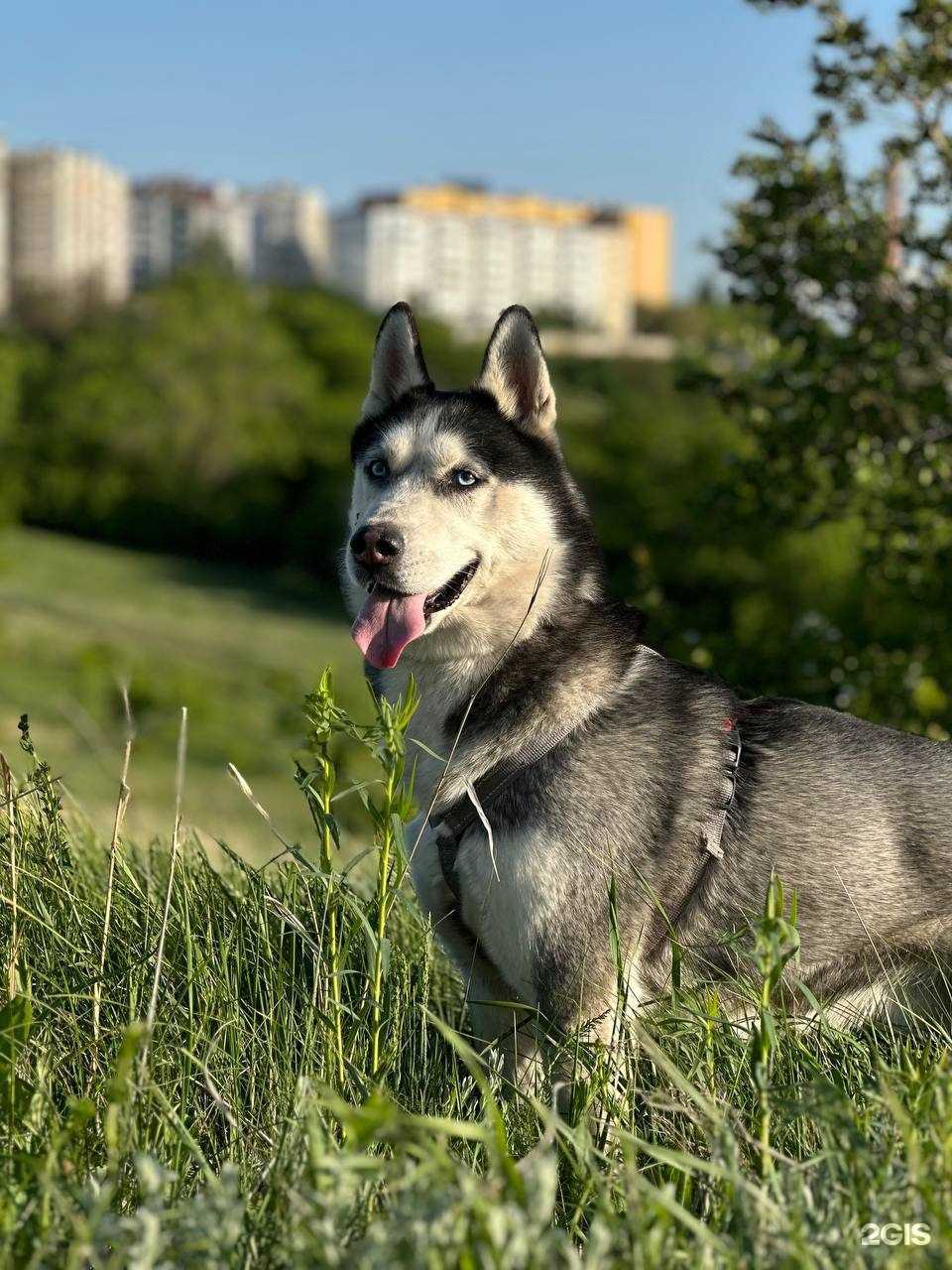 Отзывы на компанию Dogdays в г. Саратов c фото