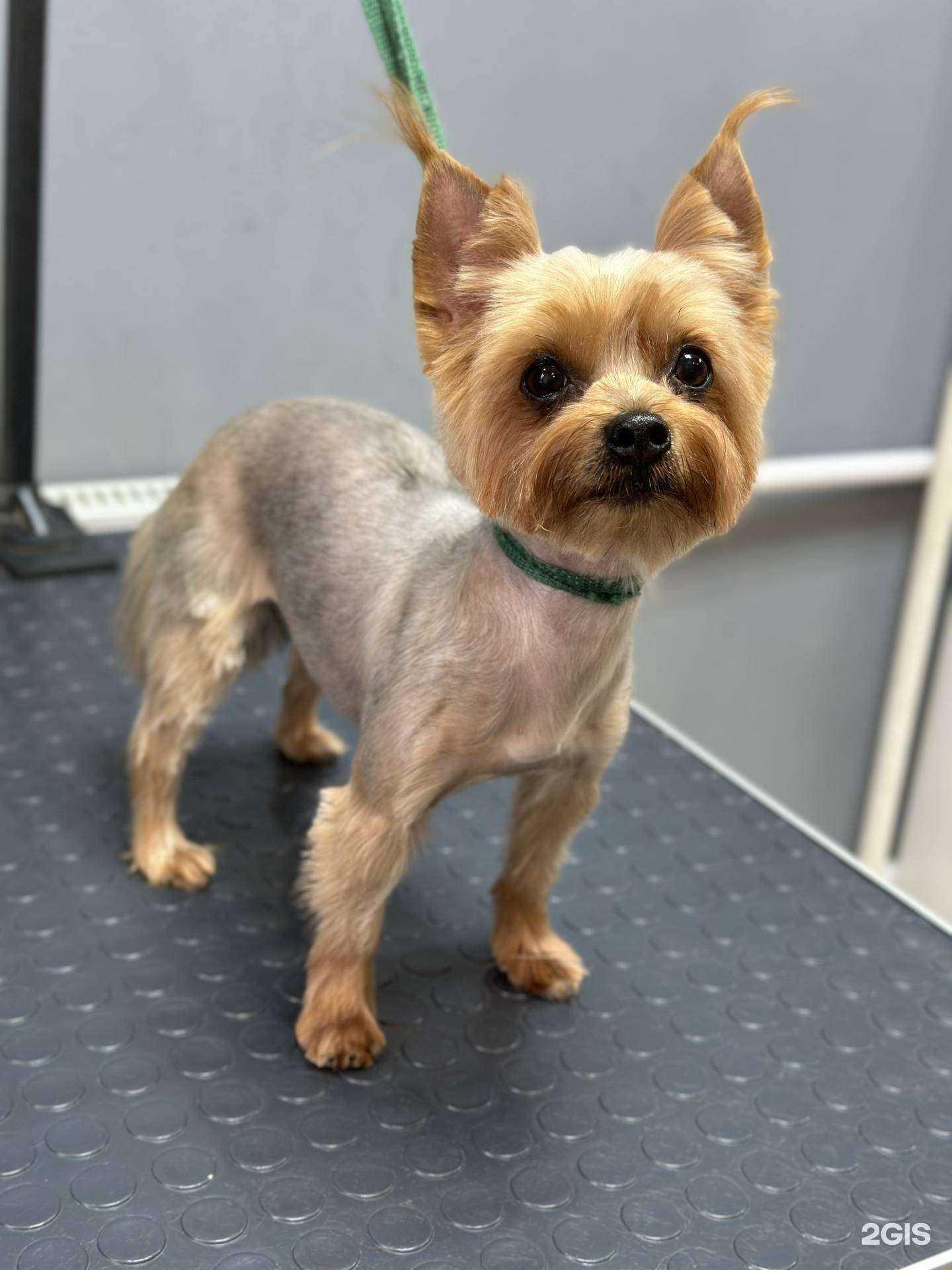 Отзывы на компанию Лапки в ажуре в г. Владимир c фото