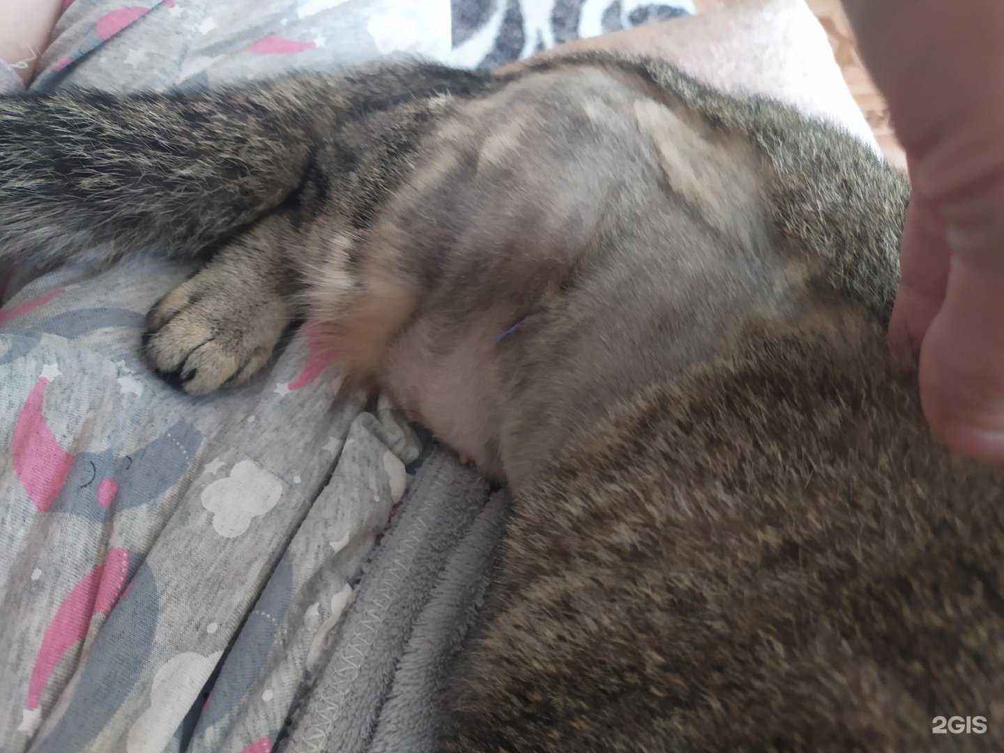 Отзывы на компанию Ветеринарная клиника в г. Астрахань c фото