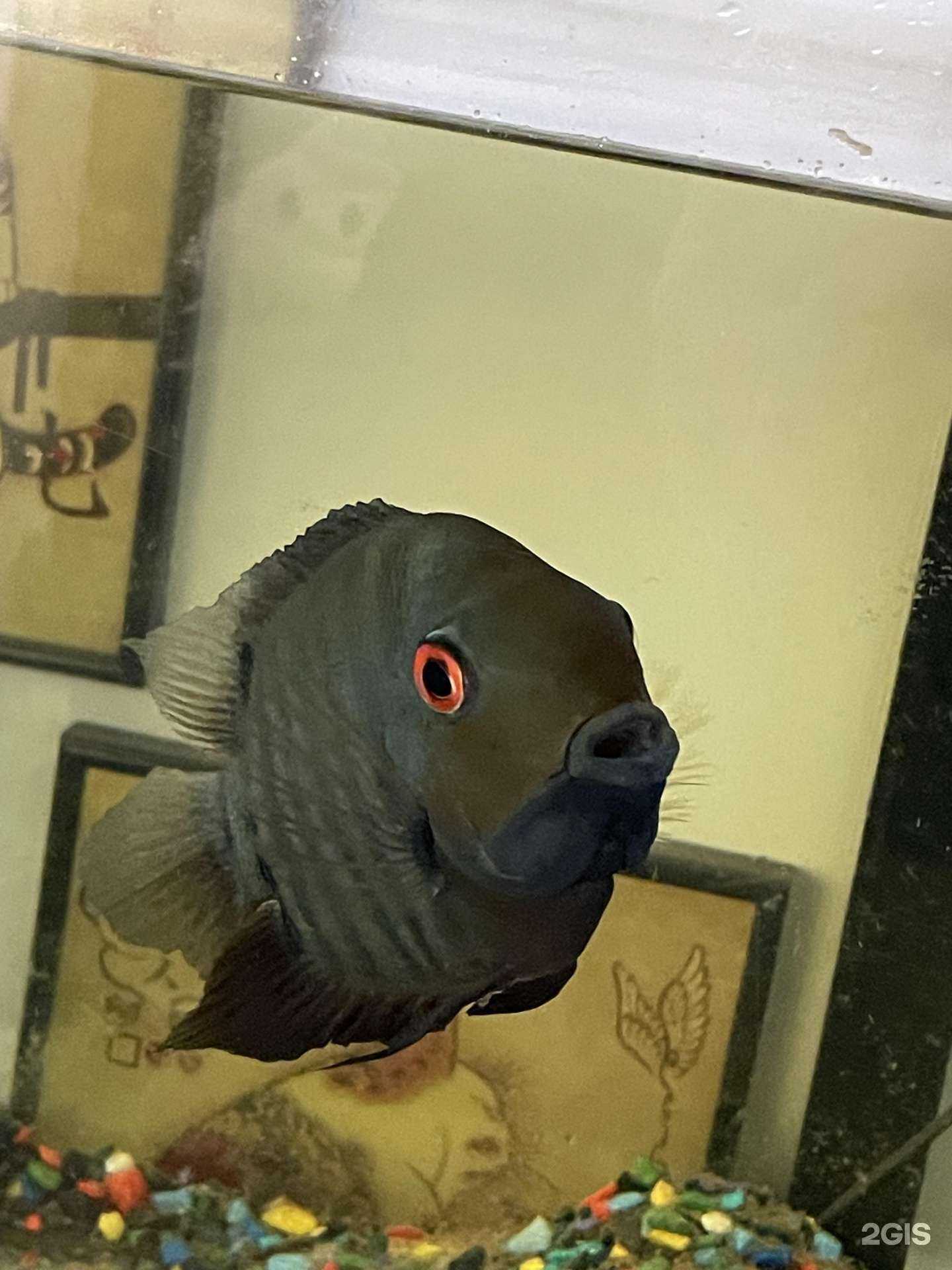 Отзывы на компанию Galdrastafir tattoo в Якутске c фото