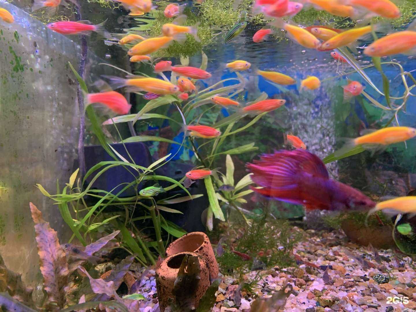 Отзывы на компанию Кот и пес в Туле c фото