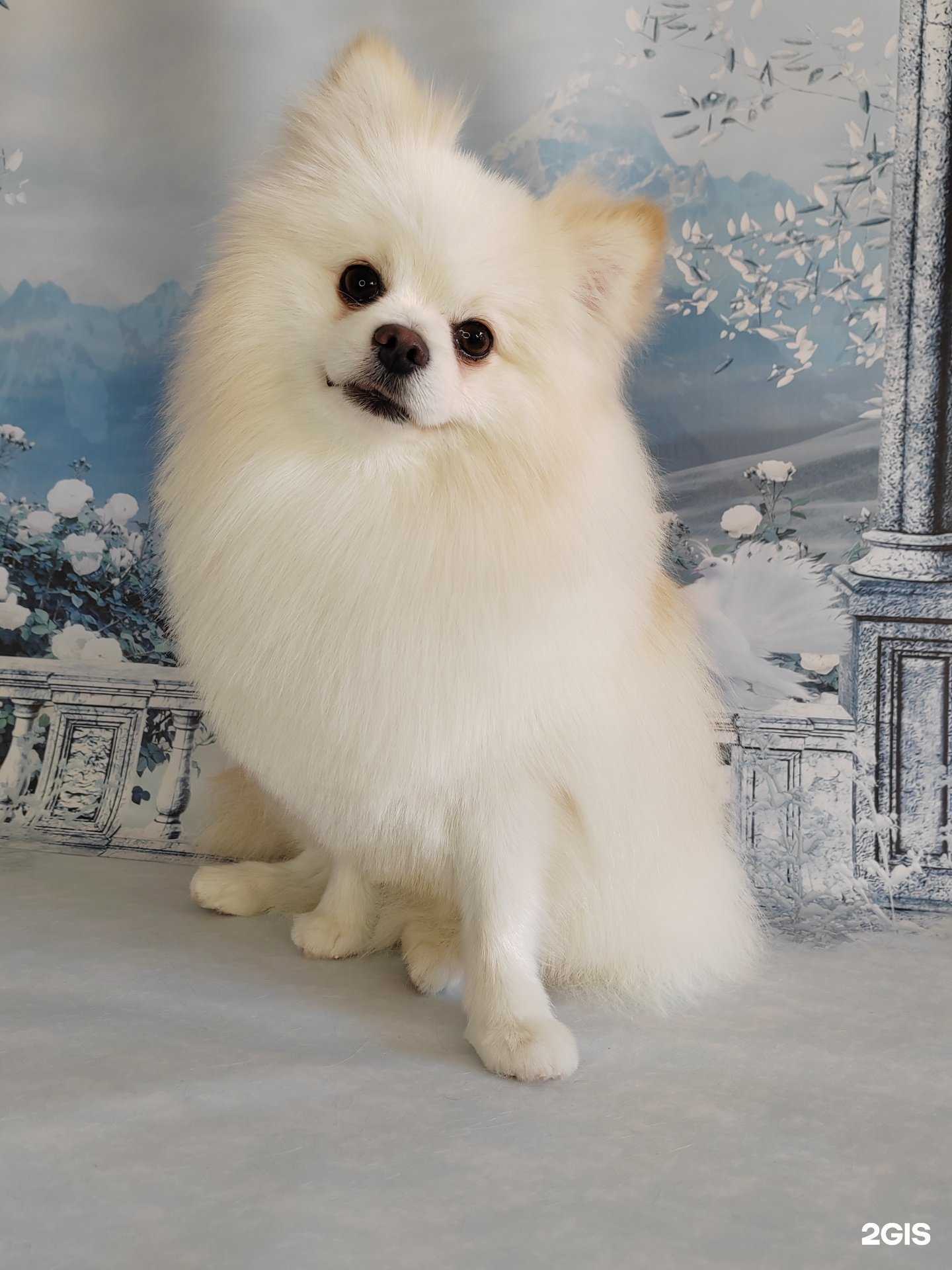 Отзывы на компанию Студия груминга в г. Магнитогорск c фото