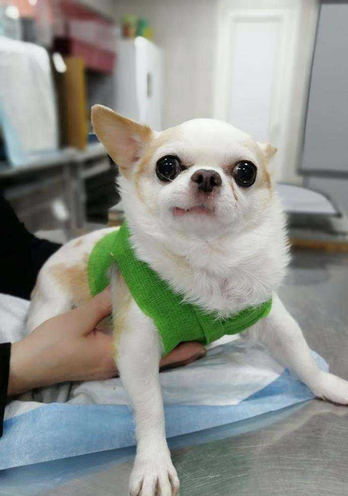 Отзывы на компанию Ветеринарная клиника доктора Зарубина в г. Ростов-на-Дону c фото