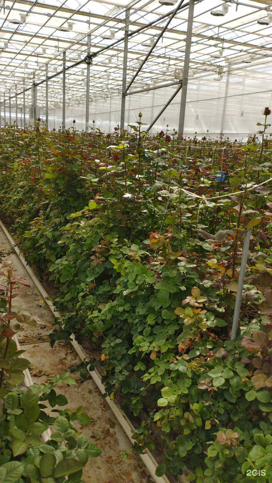 Отзывы на компанию Декоративно-цветочные культуры в Ижевске c фото - фотография 2 из 2