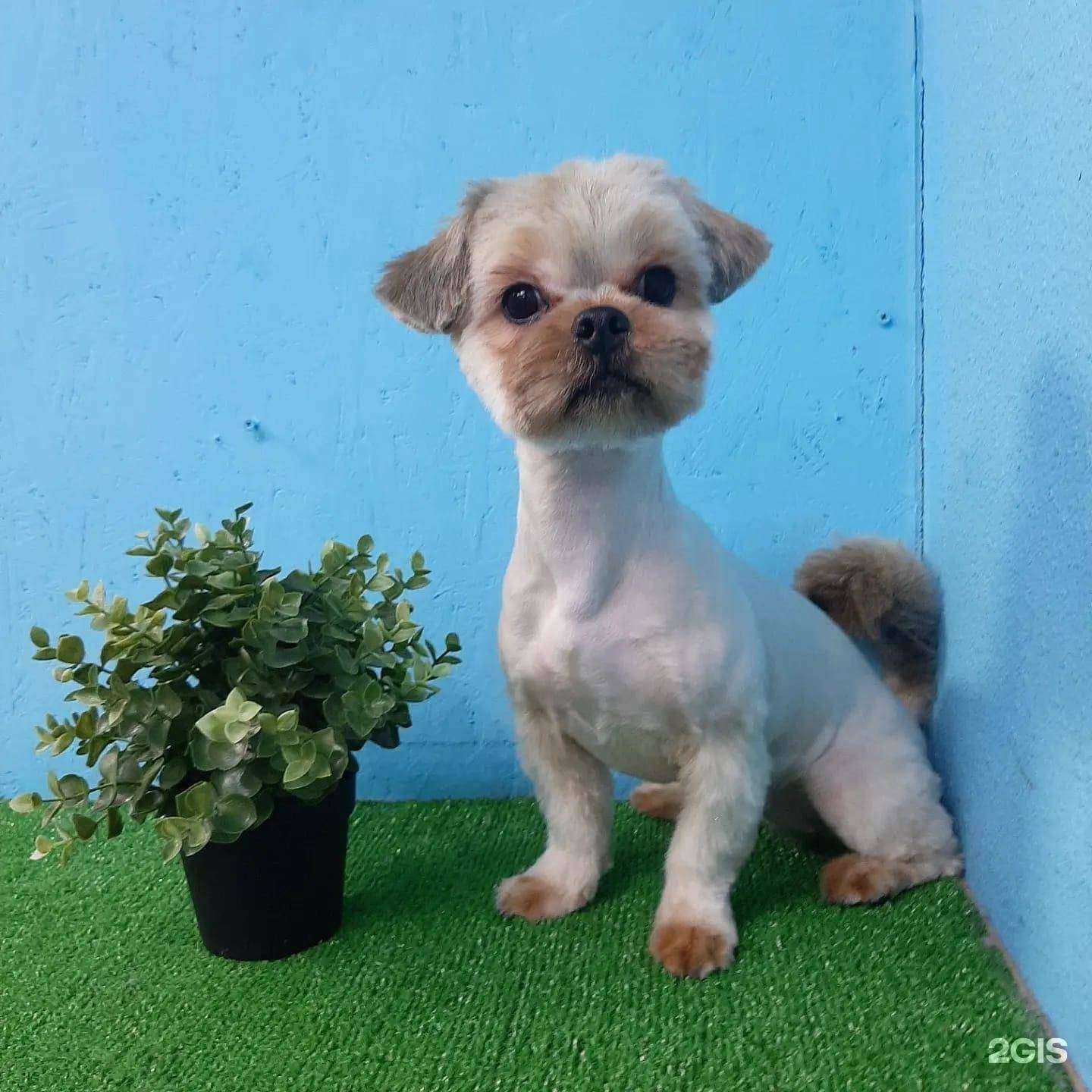 Отзывы на компанию Гав и мяу в г. Нижний Тагил c фото