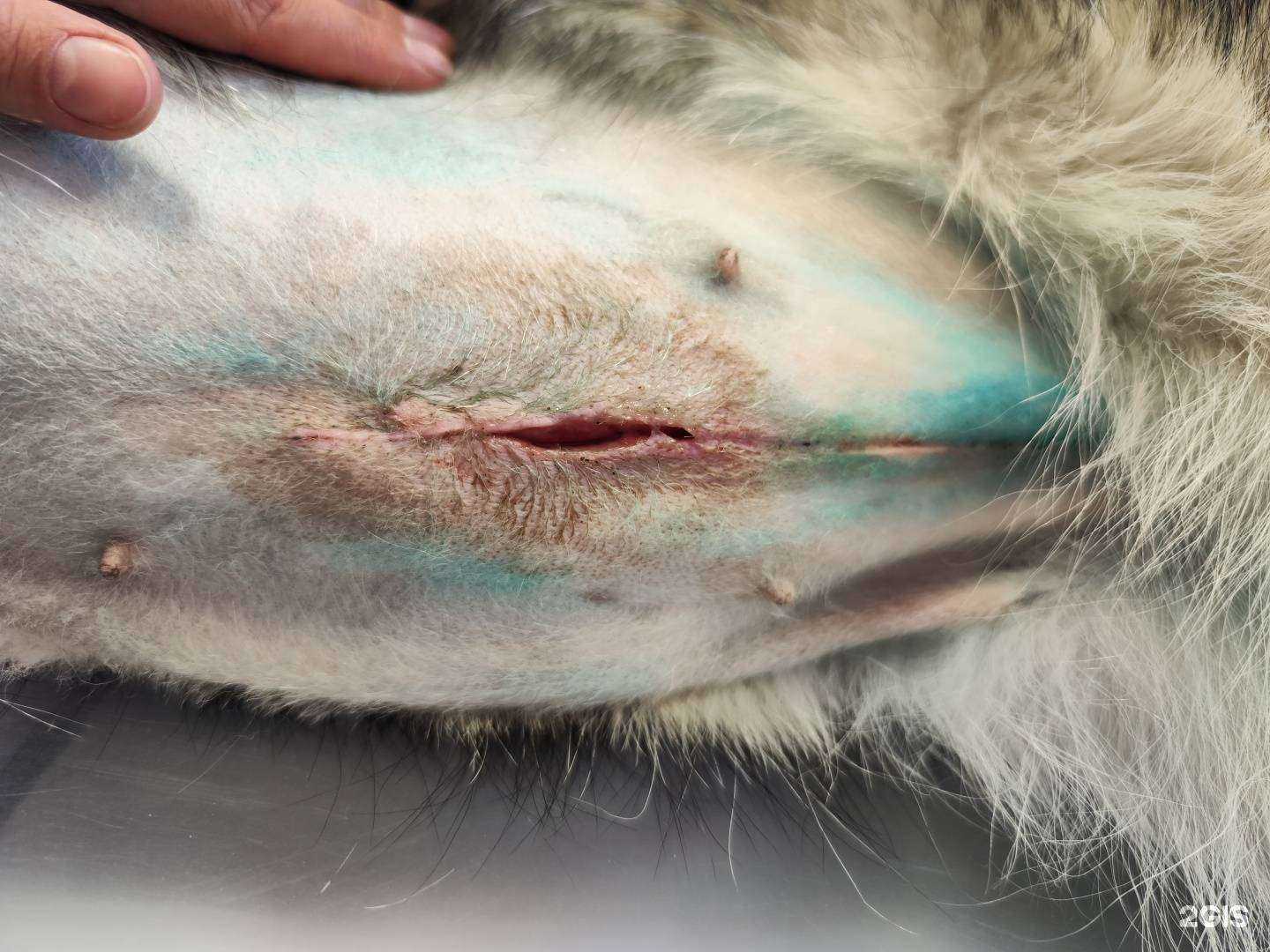 Отзывы на компанию Зверополис в Мончегорске c фото