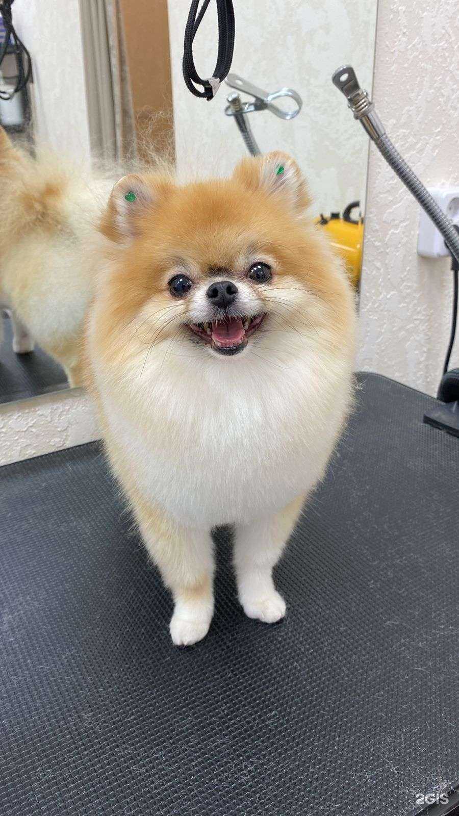 Отзывы на компанию Wow dog в Ставрополе c фото