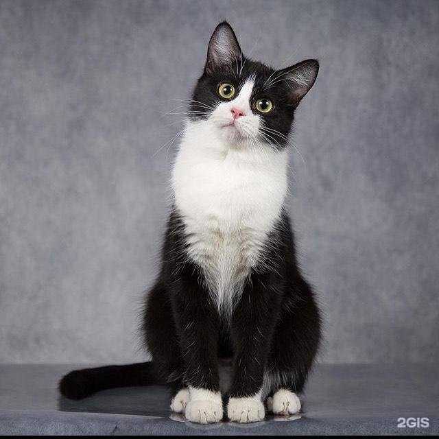 Отзывы на компанию Пёс&Ко в г. Белгород c фото