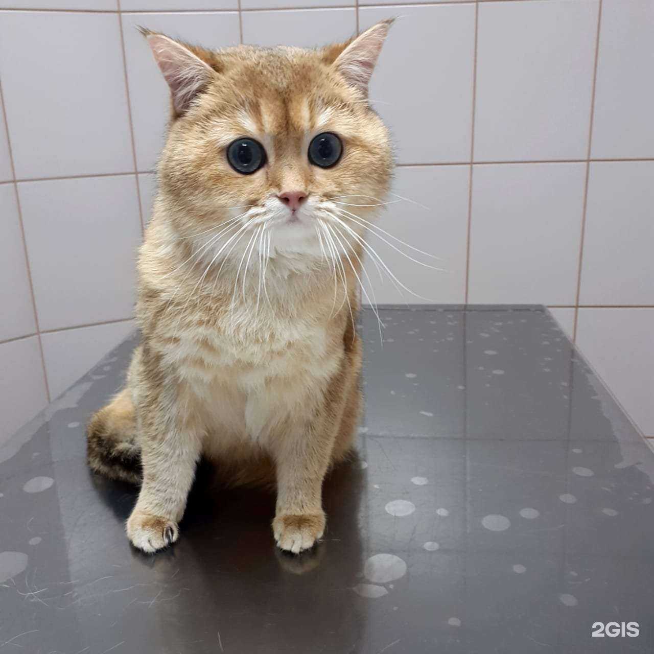 Отзывы на компанию Ветдоктор в г. Чита c фото