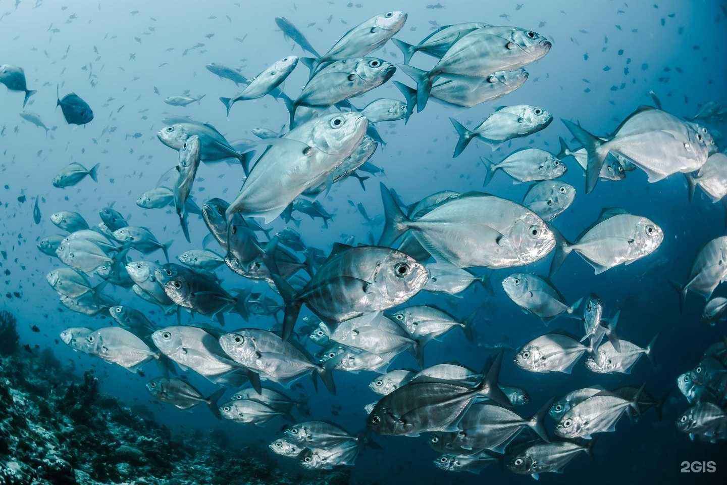 Отзывы на компанию Первый рыбный в Верхней Пышме c фото