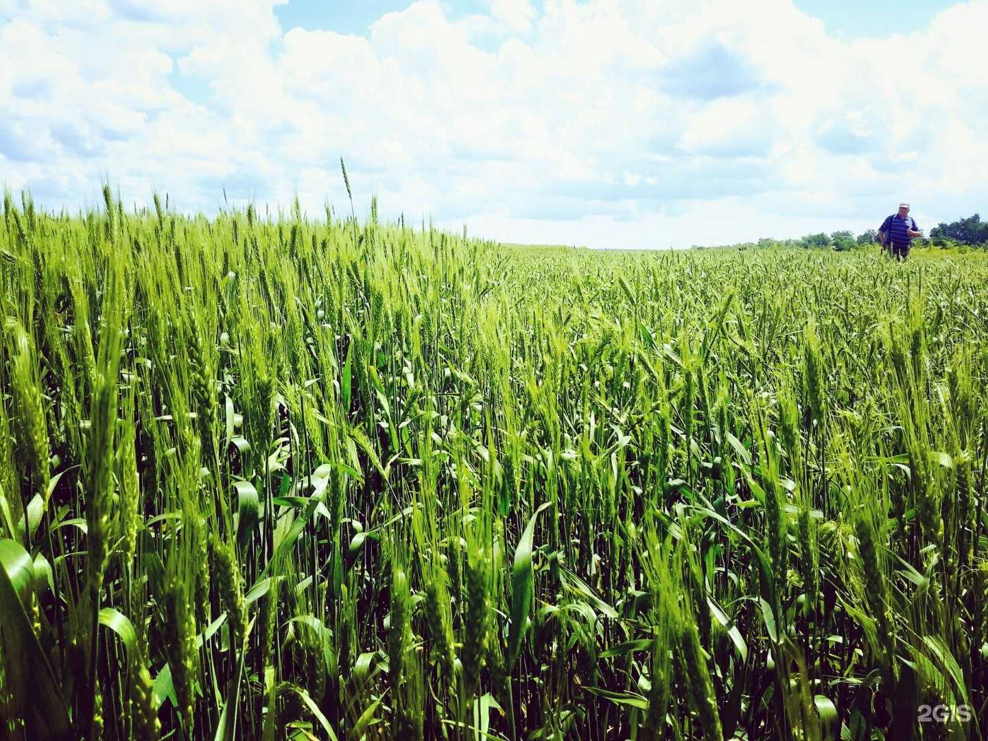 Отзывы на компанию Служба помощи аграриям в г. Саратов c фото