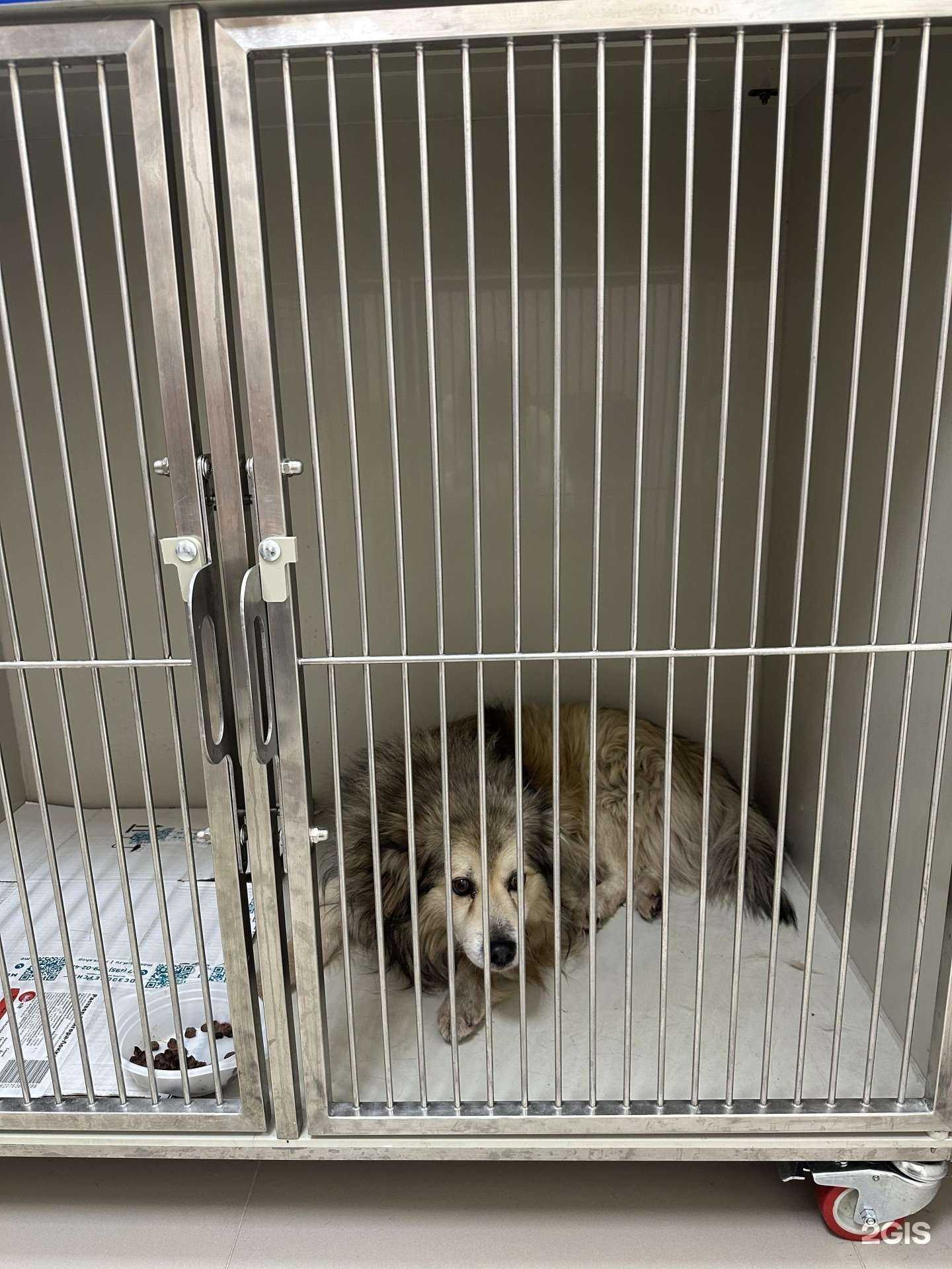 Отзывы на компанию ДокторВет в г. Воронеж c фото