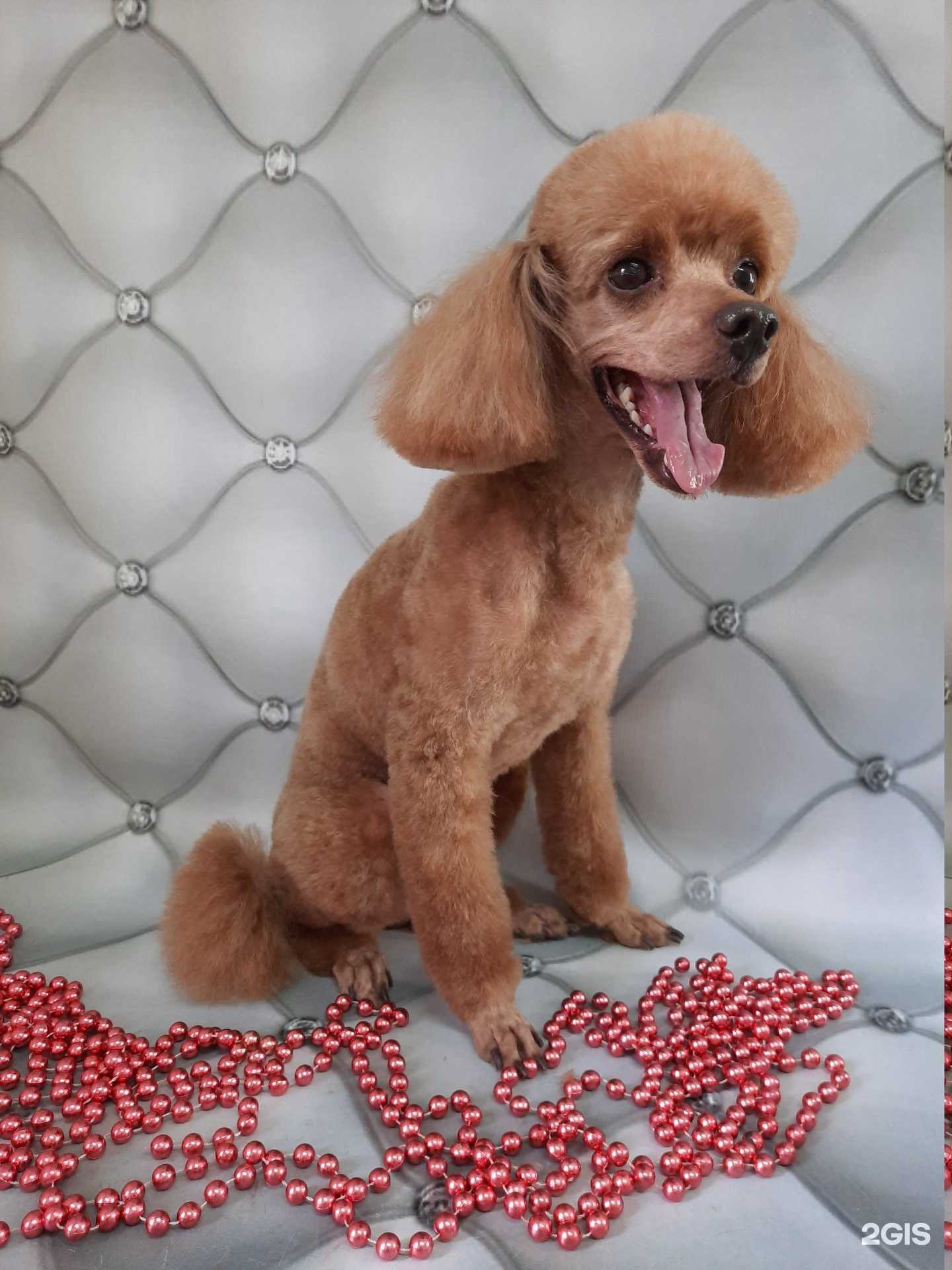 Отзывы на компанию Зоокаприз в г. Омск c фото