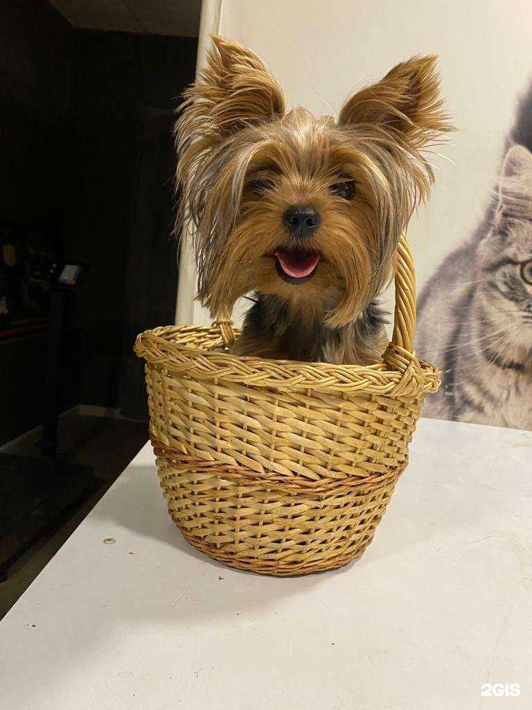 Отзывы на компанию Ёжкин кот в Омске c фото