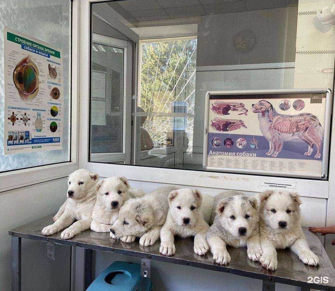 Отзывы на компанию Городское управление ветеринарии в Новороссийске c фото