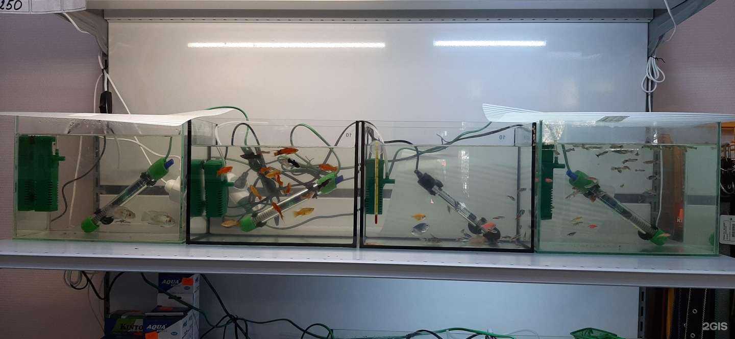 Отзывы на компанию Кот и пес в г. Волгоград c фото