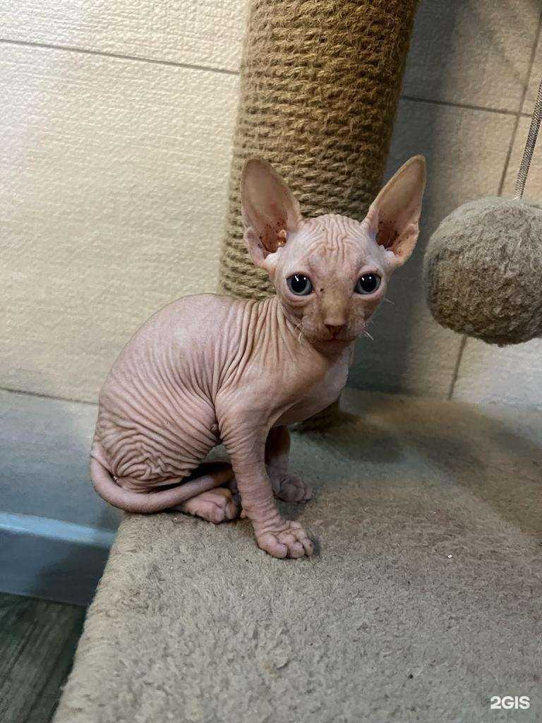 Отзывы на компанию Добрый кот в Владивостоке c фото