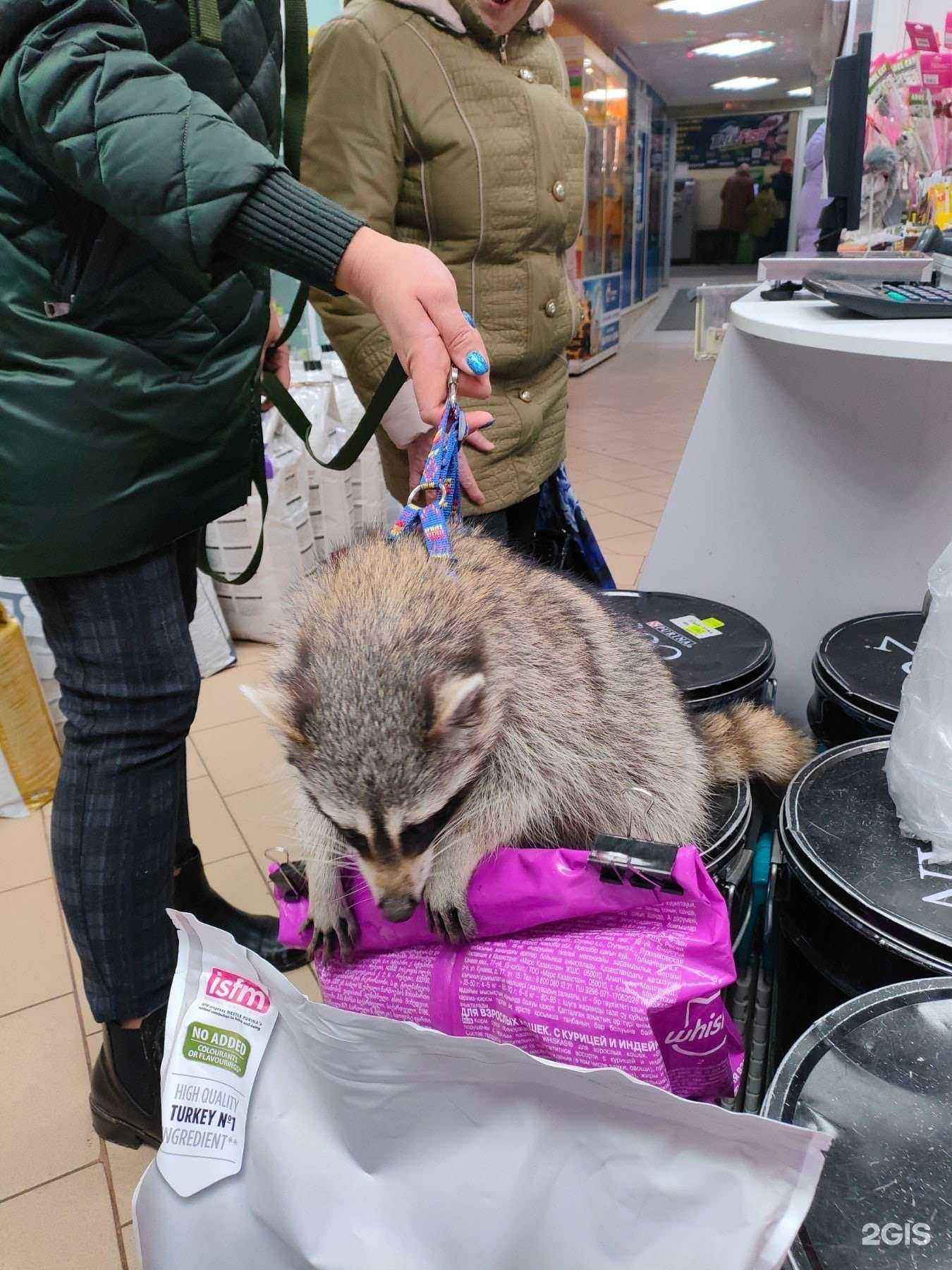 Отзывы на компанию Рыжий кот в г. Рязань c фото