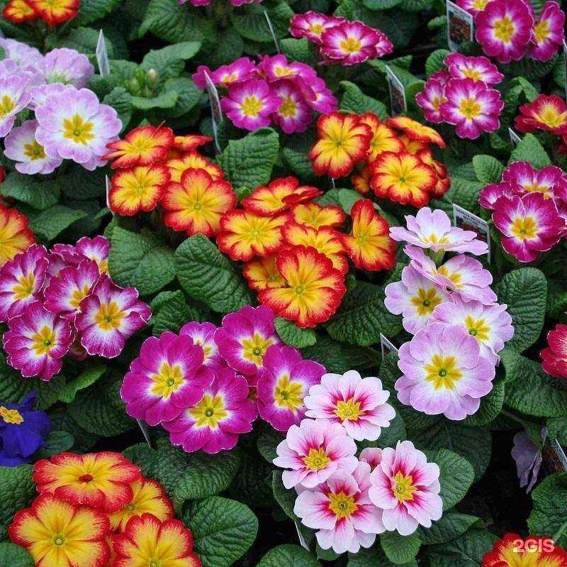 Отзывы на компанию Sv-сад в г. Бор c фото