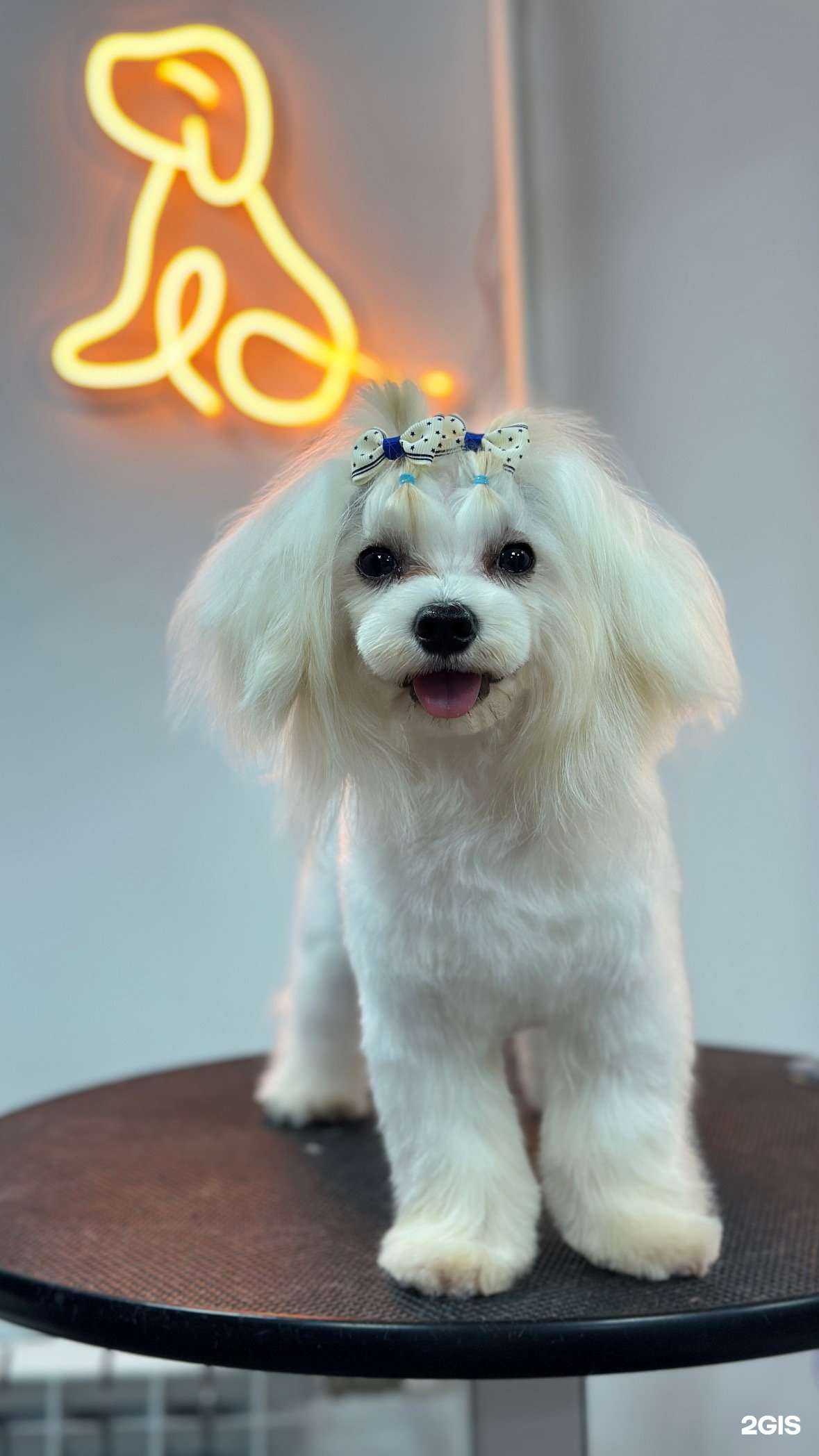 Отзывы на компанию Purple Dog в г. Хабаровск c фото