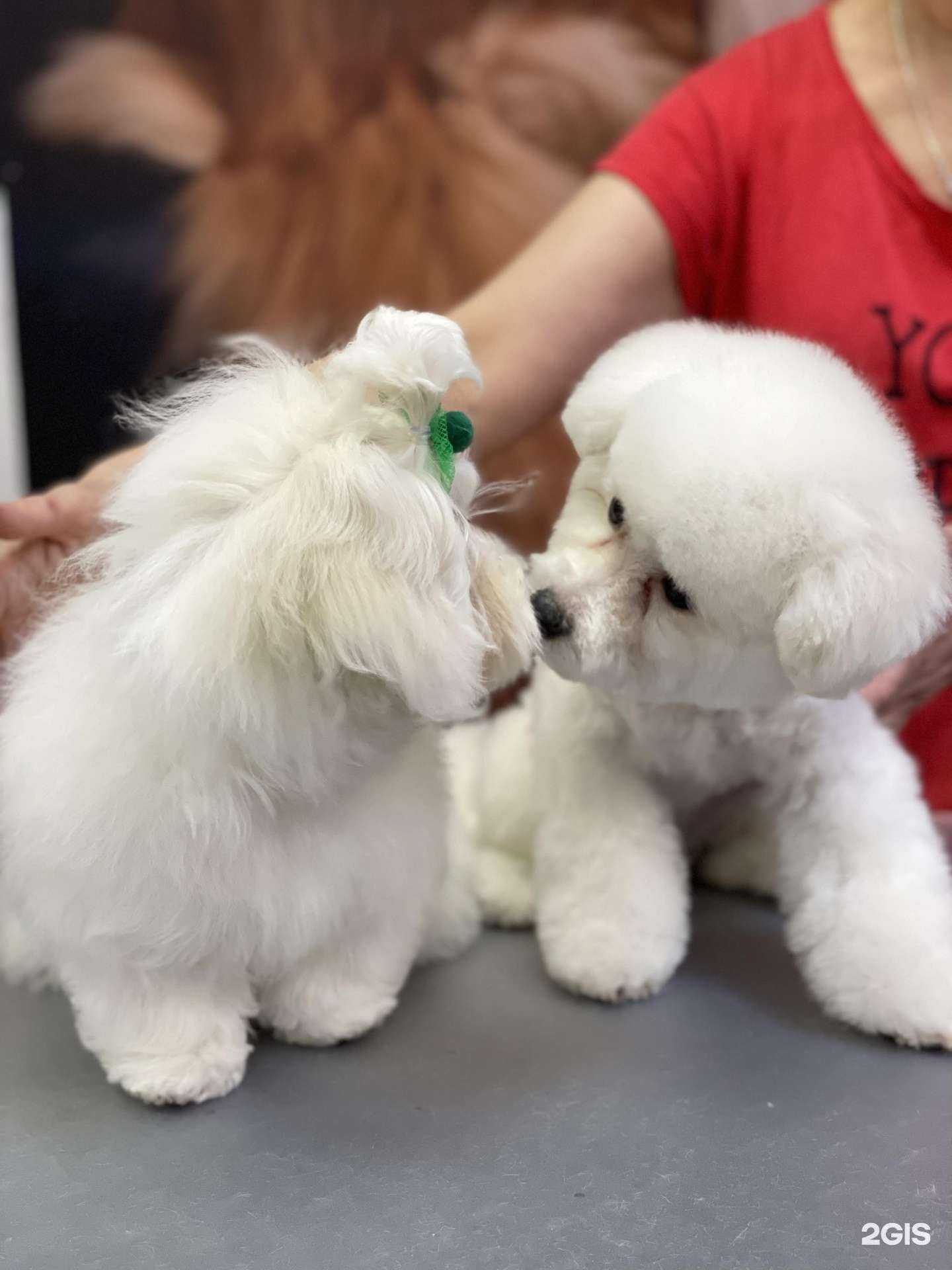 Отзывы на компанию Собака улыбака в Самаре c фото