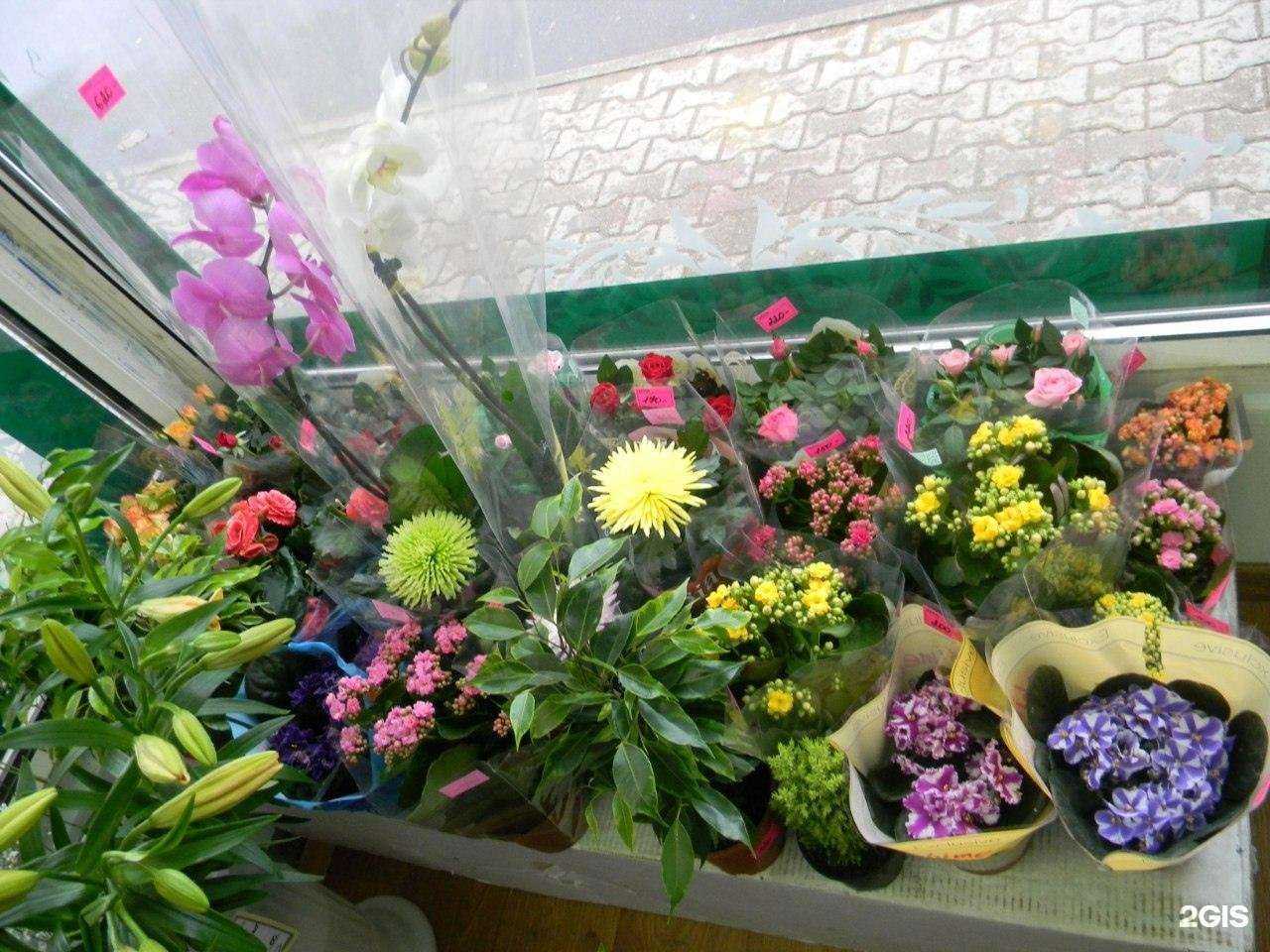 Отзывы на компанию ЦветНовТорг в Великом Новгороде c фото