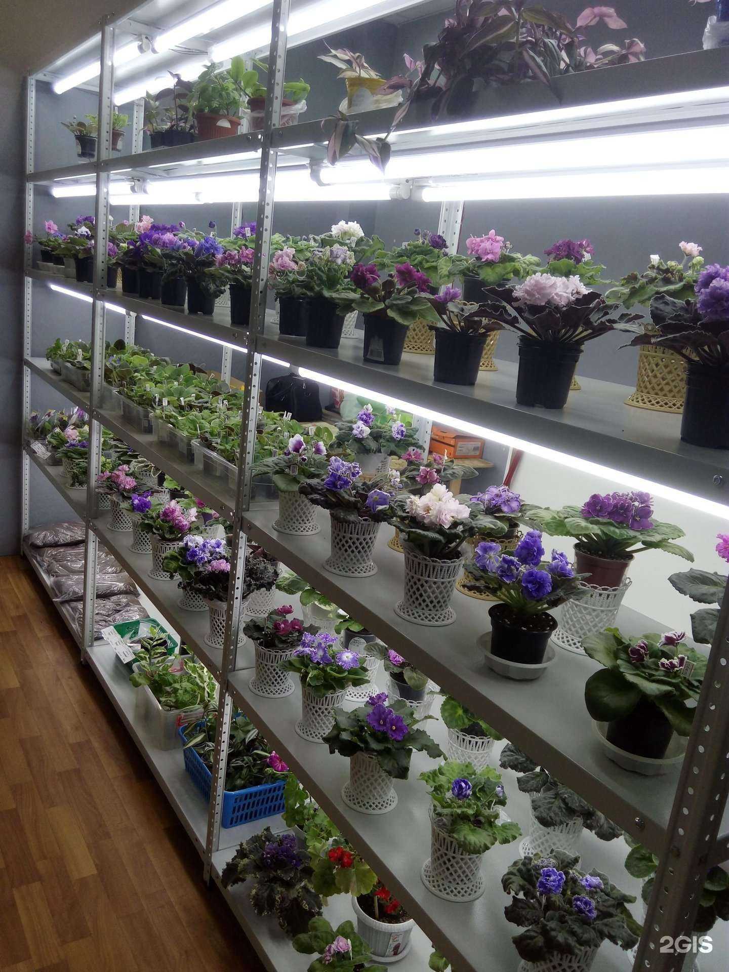 Отзывы на компанию Фиалка в Курске c фото