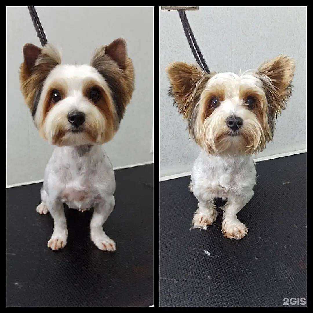 Отзывы на компанию Пушистик в Бийске c фото