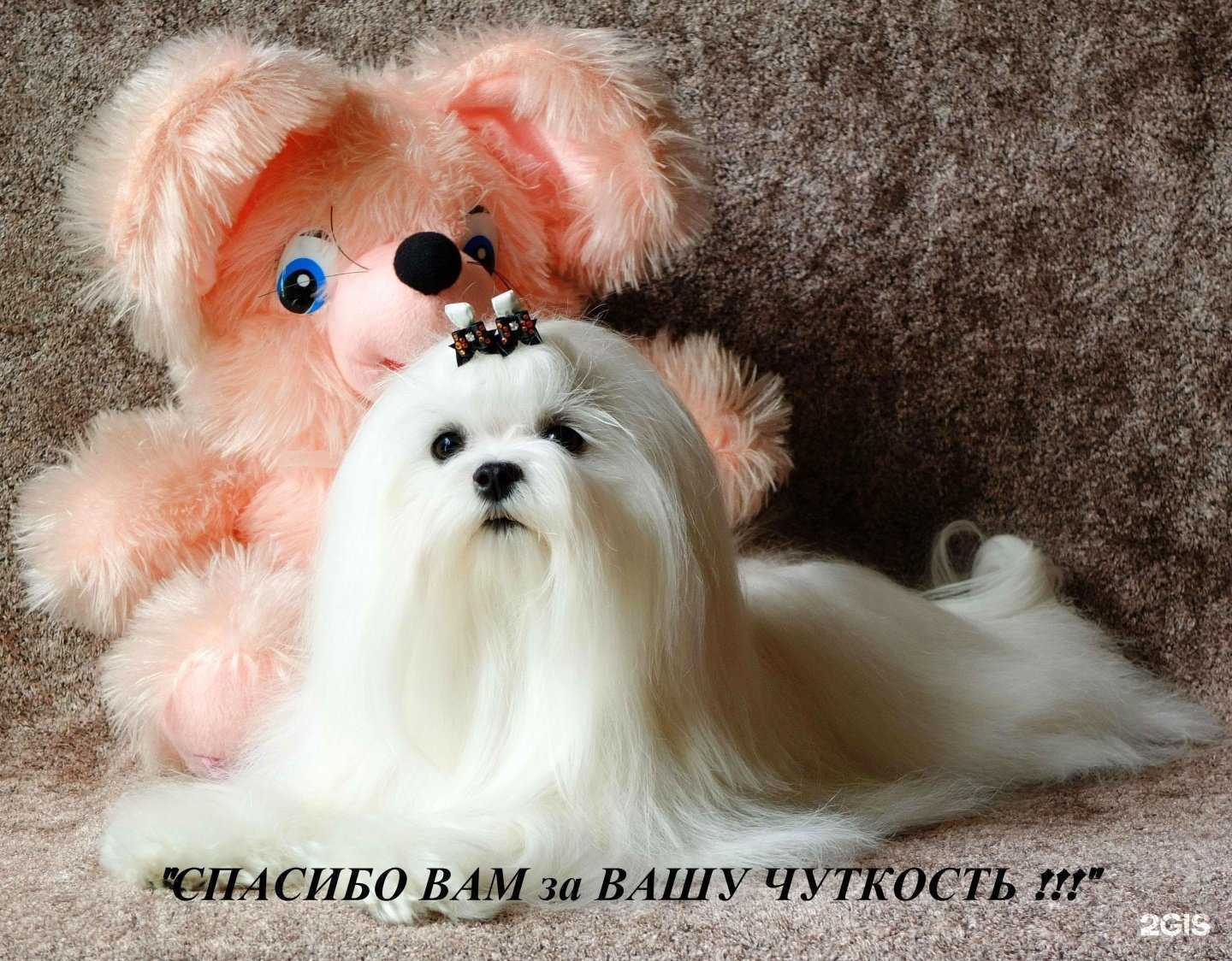 Отзывы на компанию Animals в Томске c фото