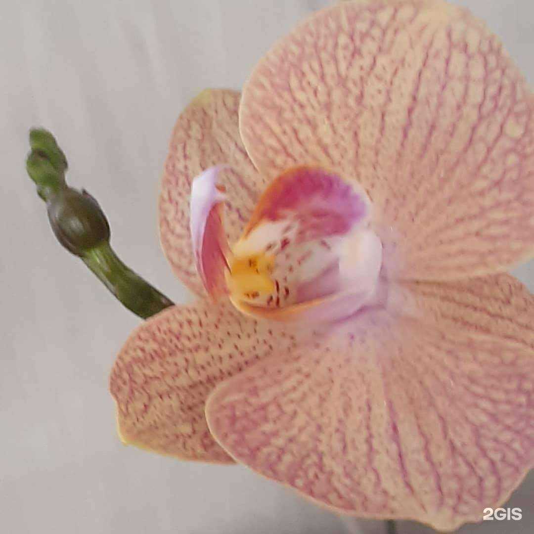 Отзывы на компанию Искра салют в г. Тюмень c фото