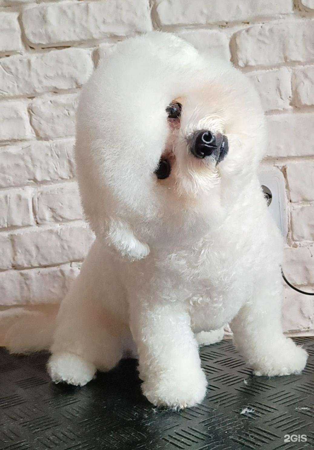 Отзывы на компанию Спорт дог в Астрахани c фото