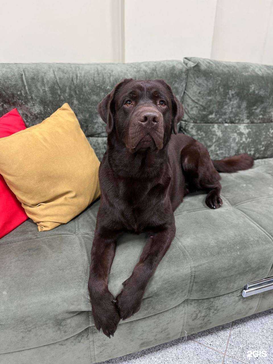 Отзывы на компанию Лапки царапки в г. Оренбург c фото