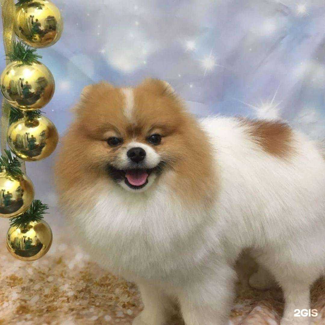 Отзывы на компанию Ветлайф в Кирове c фото