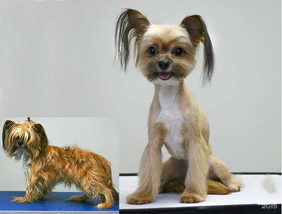 Отзывы на компанию Пижон в Хабаровске c фото