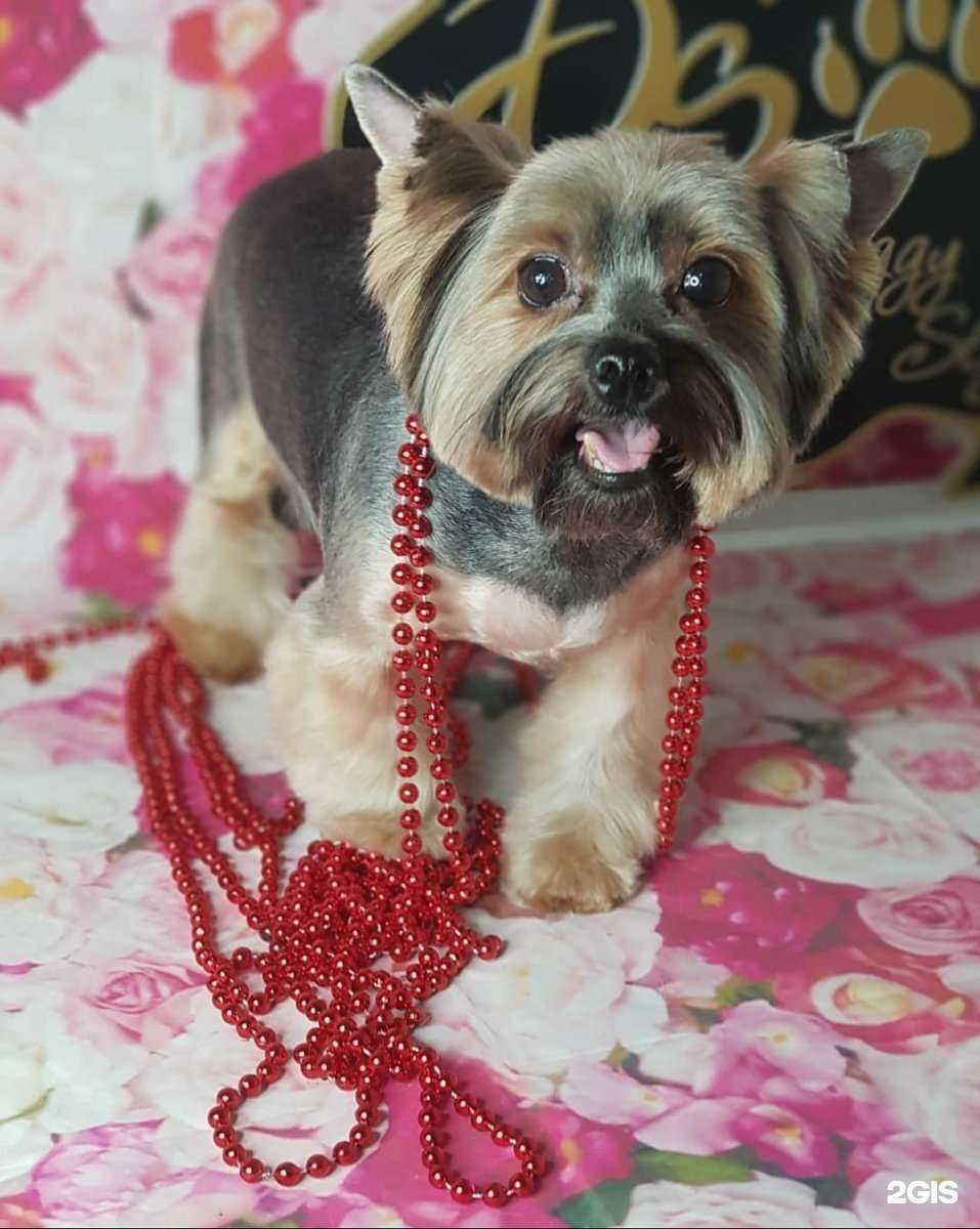 Отзывы на компанию Doggy Style в Сургуте c фото