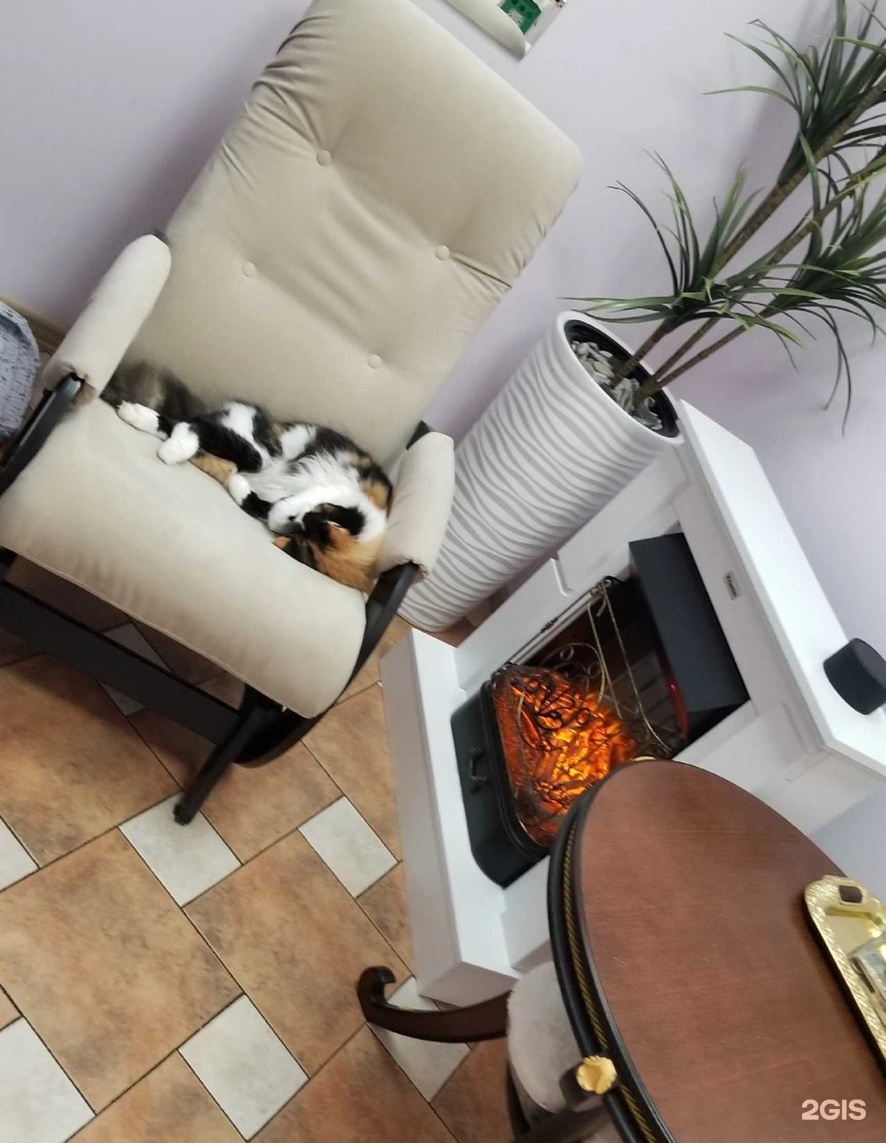 Отзывы на компанию КотоПёс в Новороссийске c фото