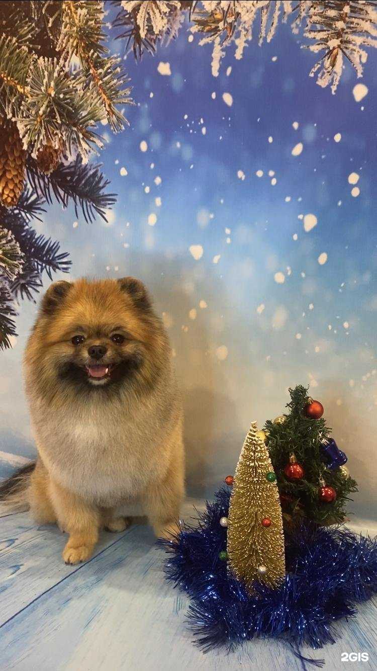 Отзывы на компанию Dog Joy в Казани c фото