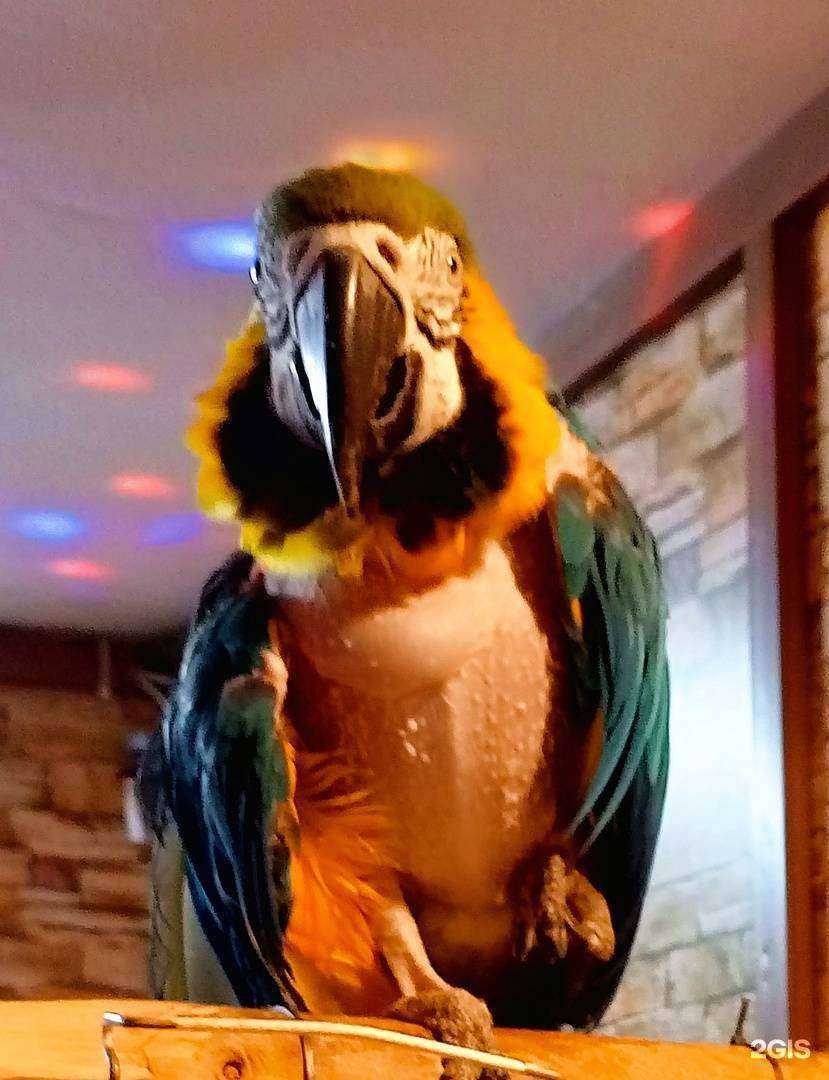 Отзывы на компанию Айболит в Новокузнецке c фото