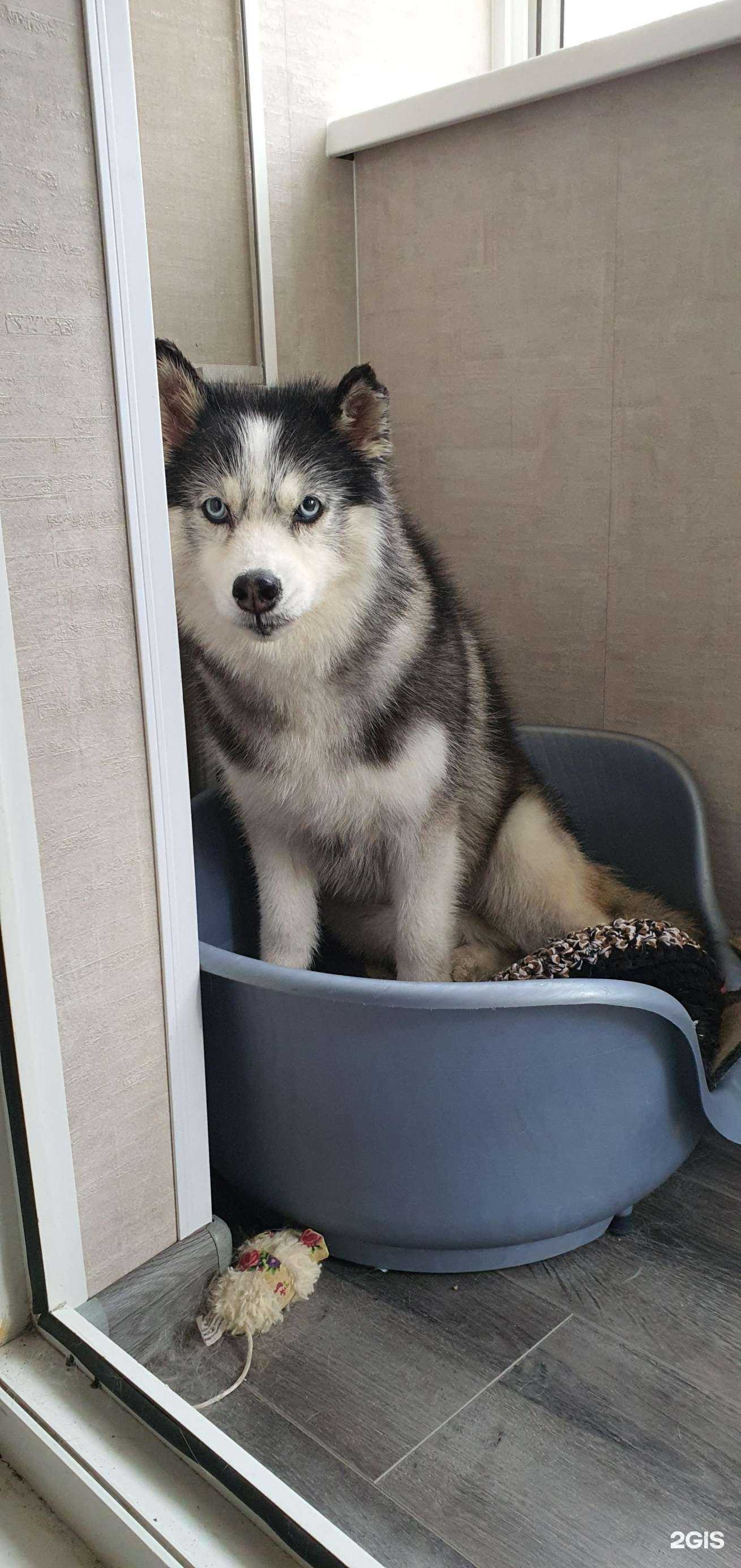 Отзывы на компанию Doggy lounge в Хабаровске c фото