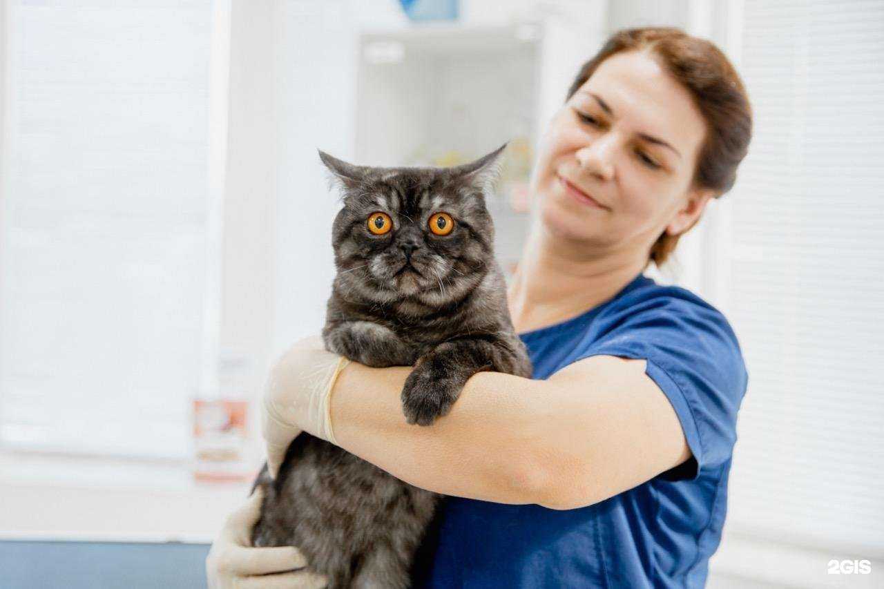 Отзывы на компанию Юнивет в Хабаровске c фото