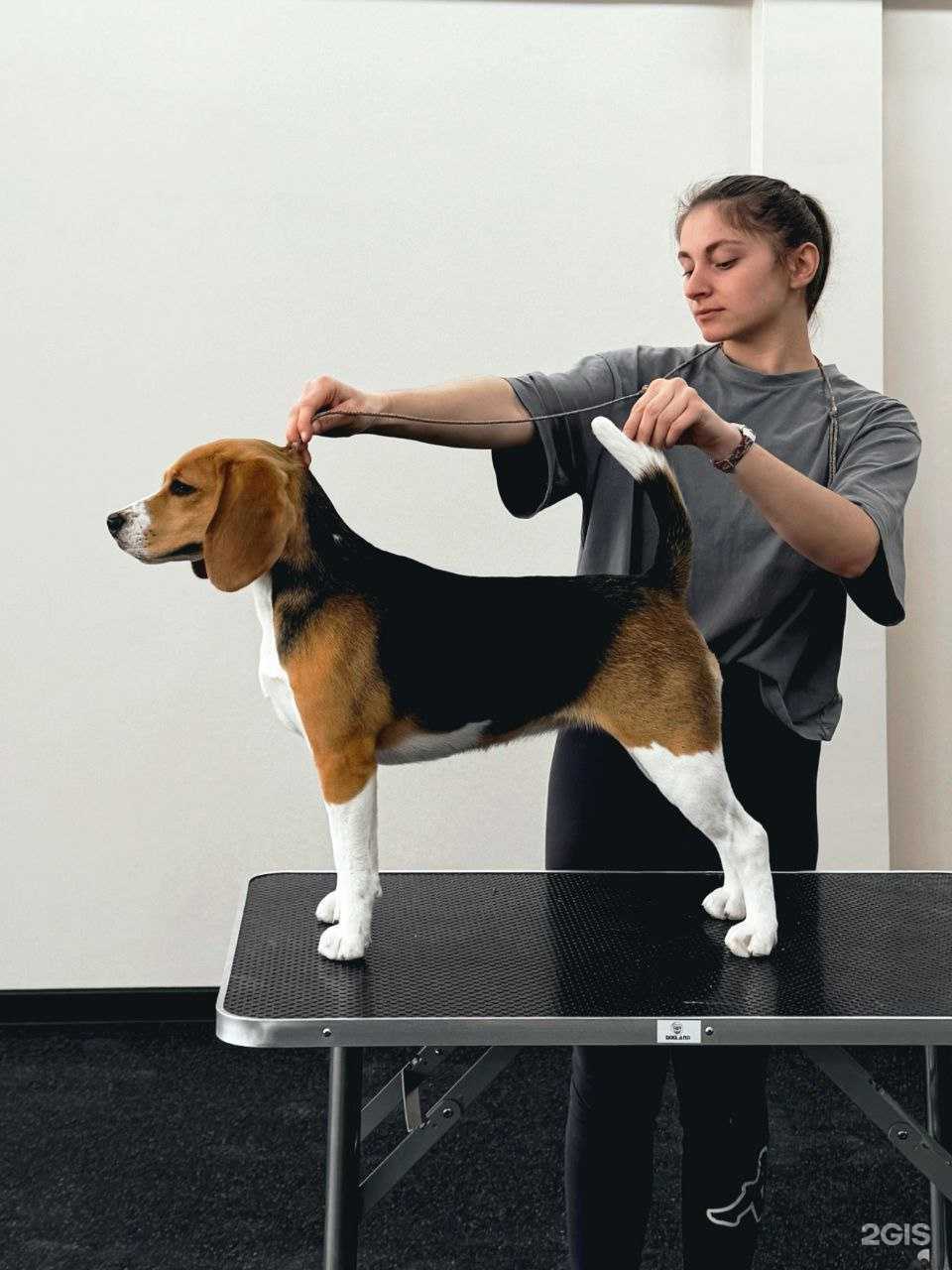 Отзывы на компанию Станция Pets в Омске c фото