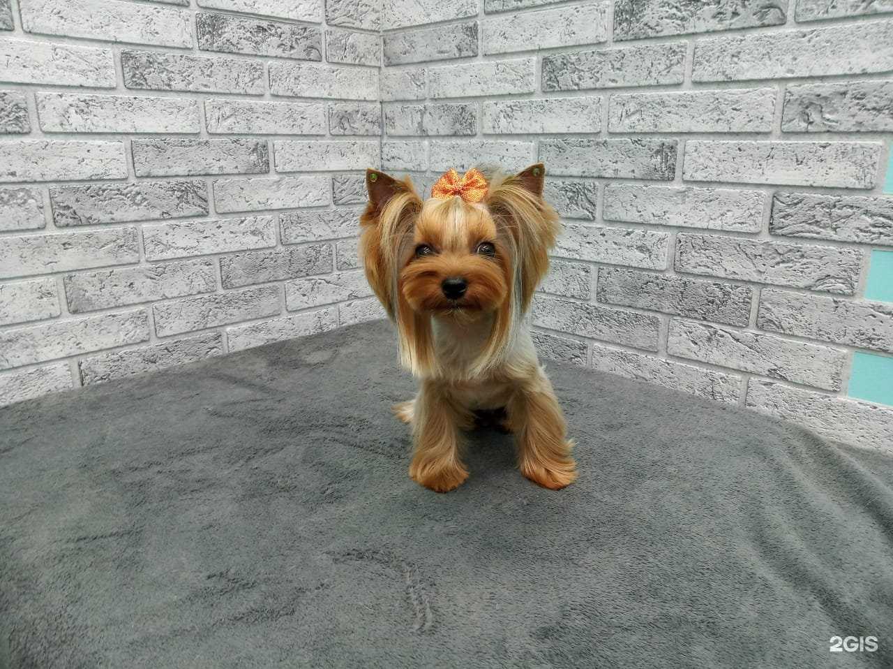 Отзывы на компанию А у меня лапки в Барнауле c фото