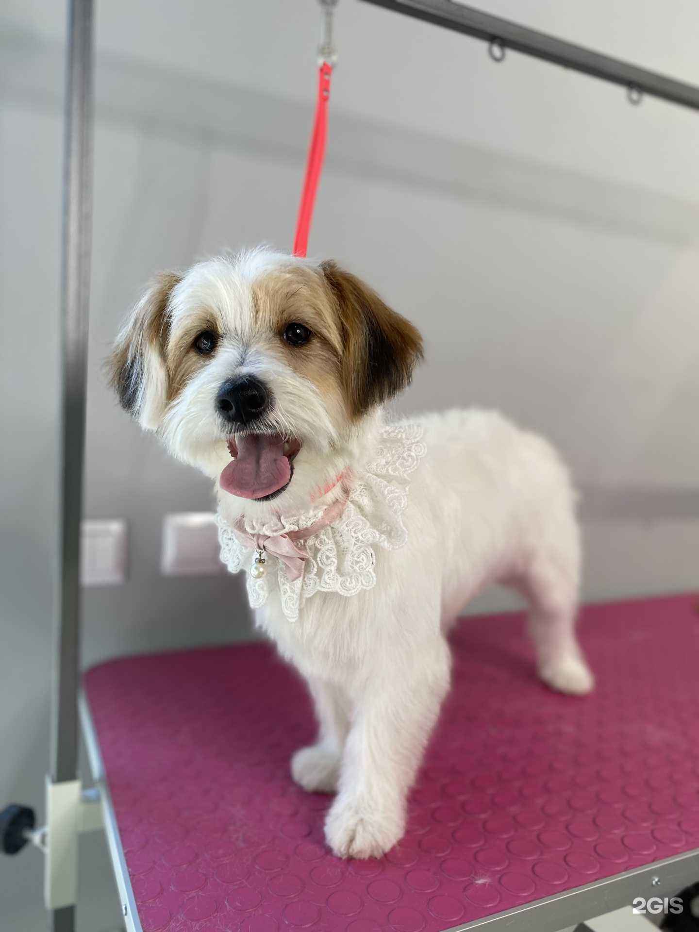 Отзывы на компанию ЛунаГрум в г. Калининград c фото