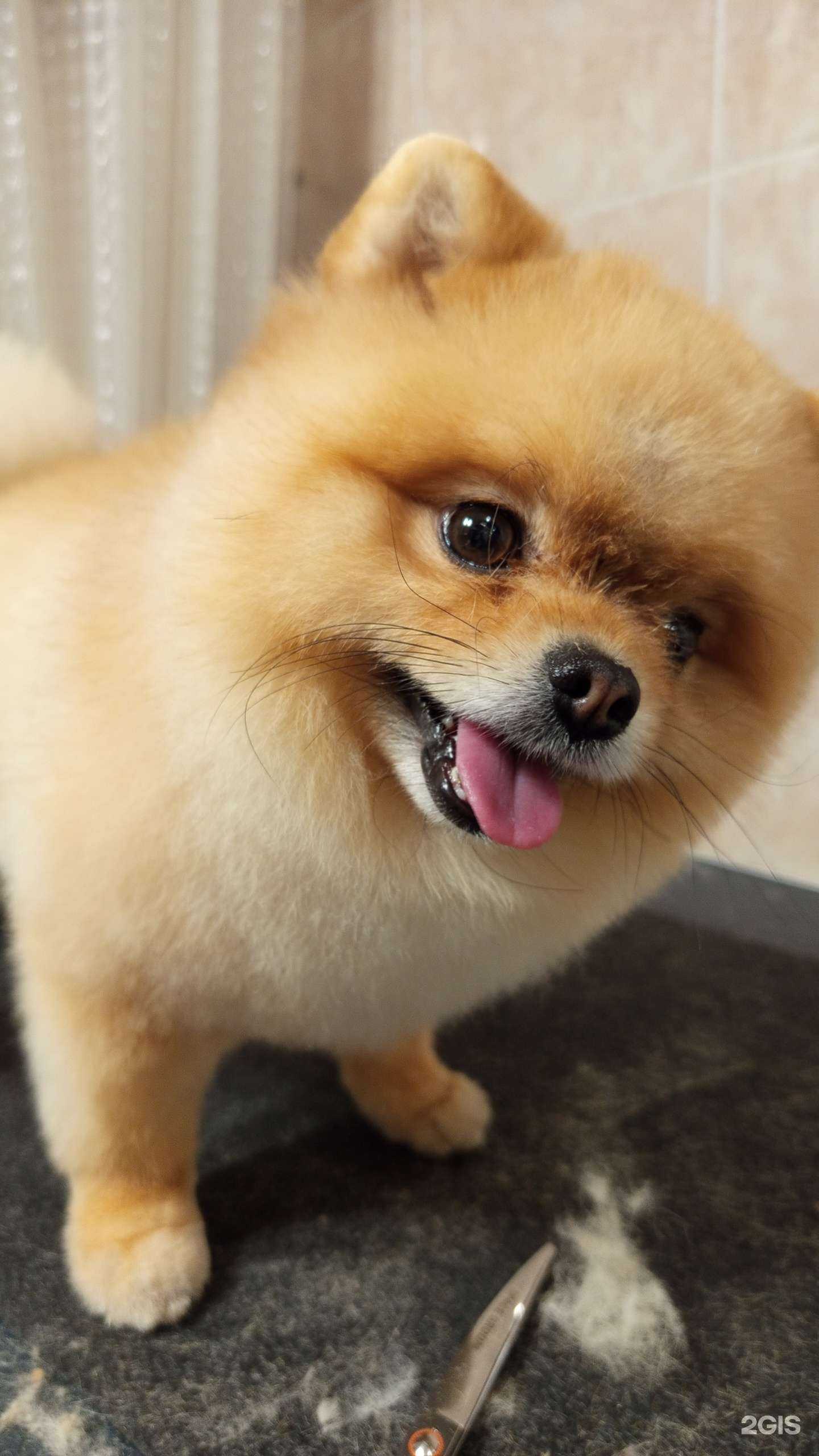 Отзывы на компанию Студия груминга в Челябинске c фото