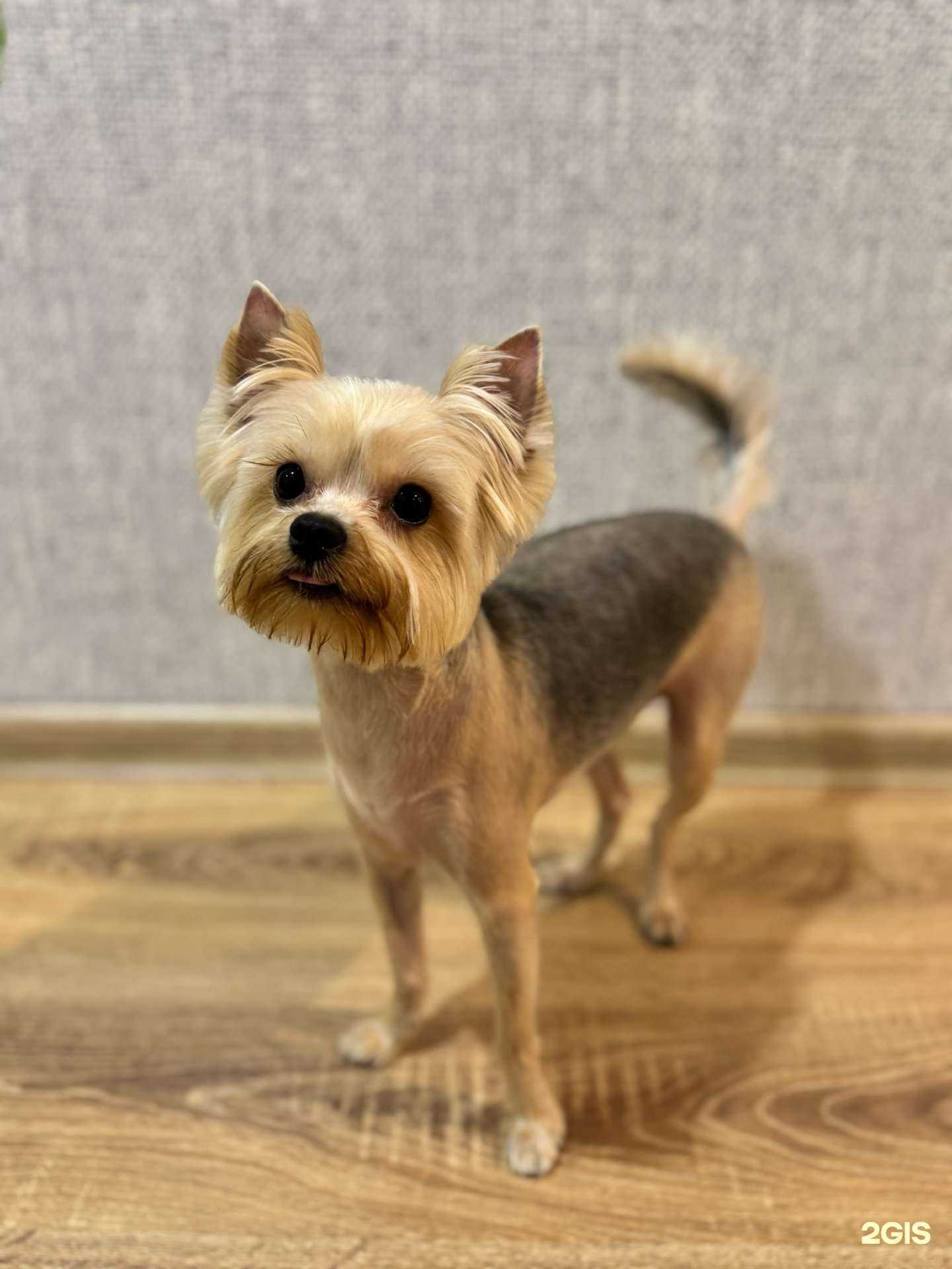 Отзывы на компанию Groom в г. Красноярск c фото