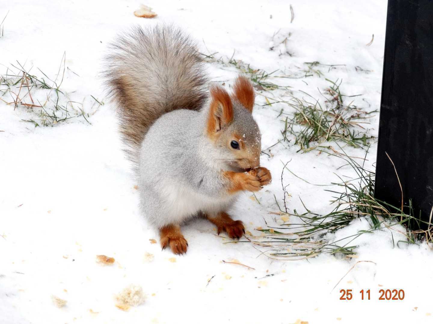 Отзывы на компанию Локомотив в Новосибирске c фото - фотография 2 из 2