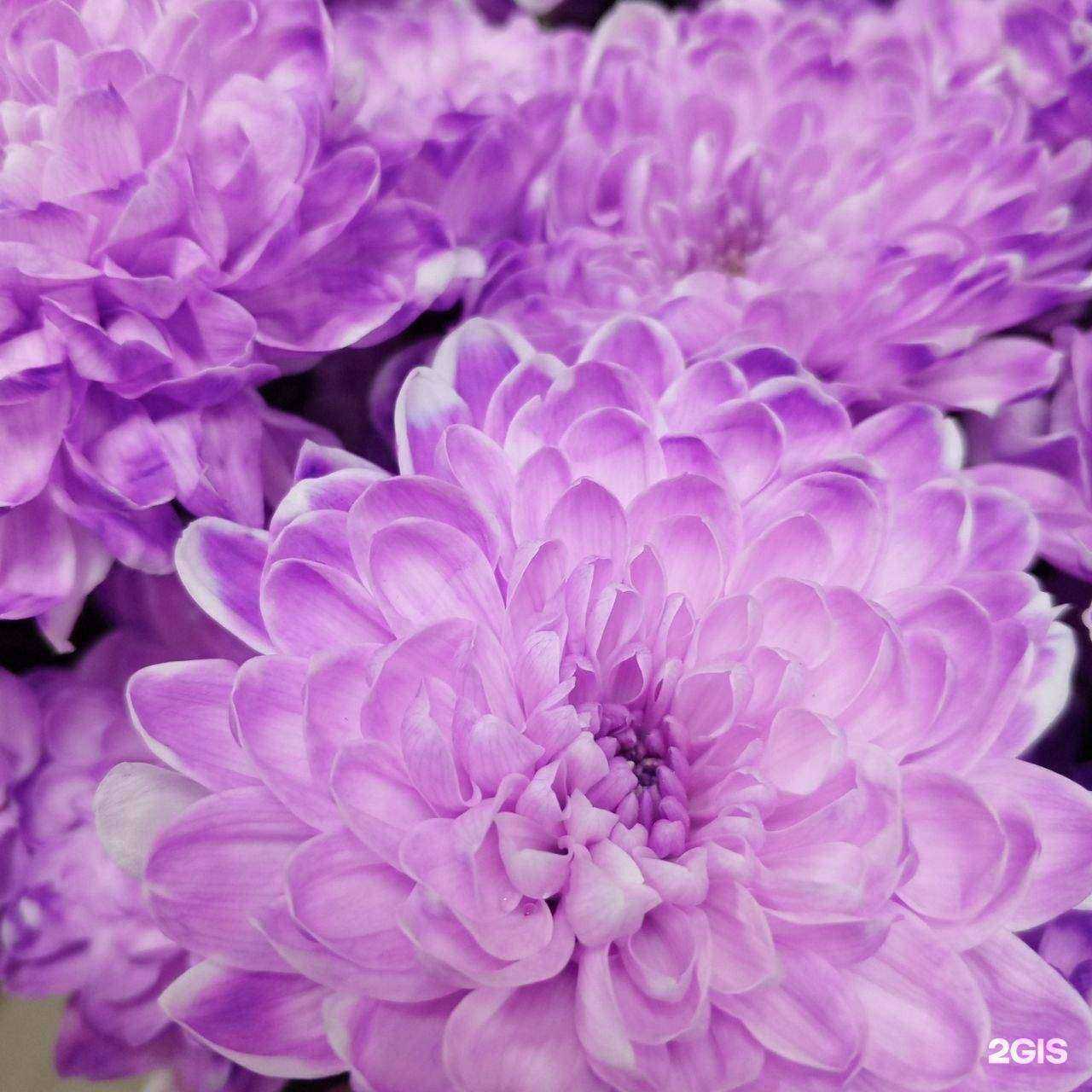 Отзывы на компанию Филфлора в г. Омск c фото